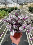 4_TRADESCANTIA_NANOUK_TEMP