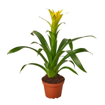 Guzmania Bromeliad Yellow