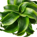 6_DRACAENA_TORNADO_1