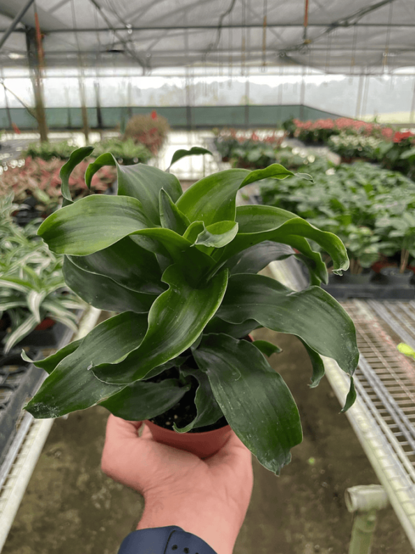 Dracaena Twister