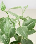 4-Peperomia-Cupid