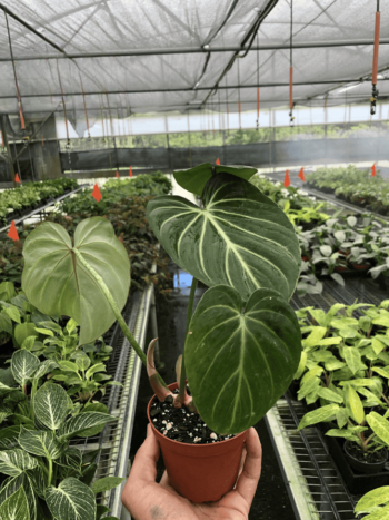 Philodendron Gloriosum Zebra