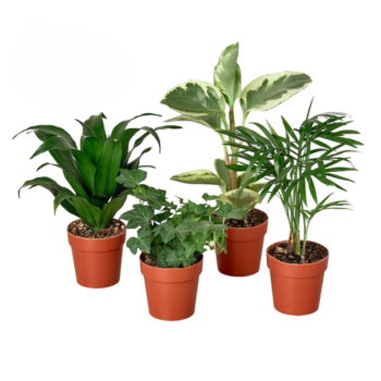 3 Tropical Plant Variety Bundle