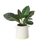 XLF-01_KNOB_PLANTER