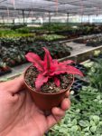 3_CRYPTANTHUS_PINK.STAR_1